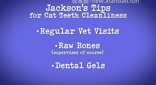 讨论/【科普】*更新：光头叔对于刷牙的看法*一些来自家有恶猫MC-Jackson Galaxy的猫咪行为困惑解答 - 线报酷