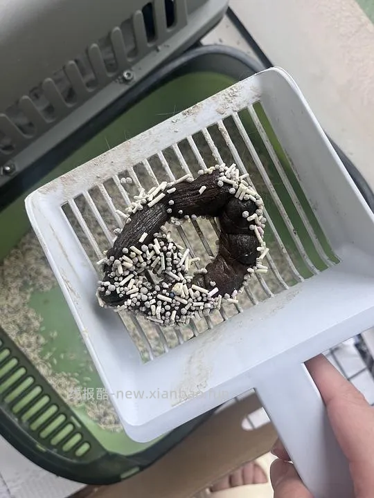 讨论/【科普】车前壳子粉太好用了吧啊啊啊 - 线报酷