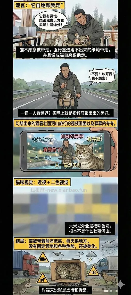 讨论/【科普】养猫科普漫画，不定期更新中（2.10 更新封窗、新手养猫误区科普） - 线报酷