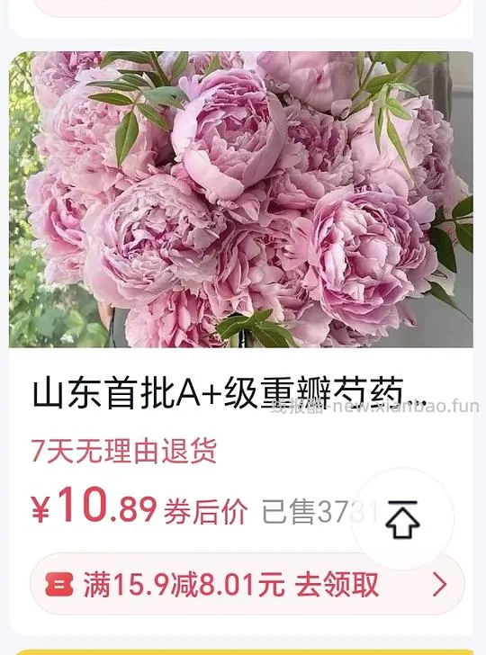 3.8买5支山东芍药 - 线报酷