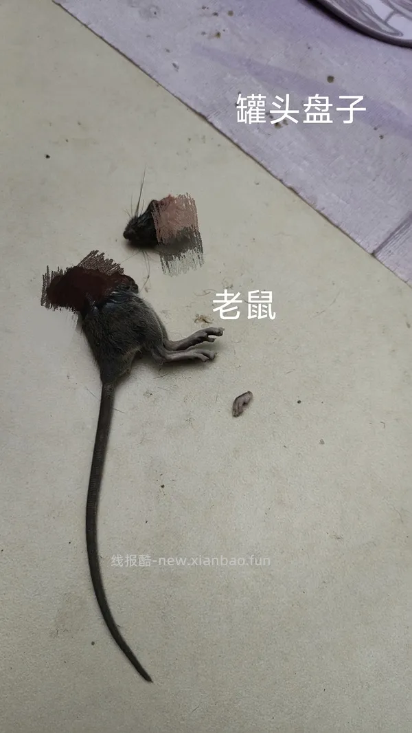 讨论/【科普】饥饿与家猫狩猎行为的关系 - 线报酷