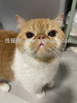 讨论/【科普】手把手教你解决猫咪泪痕！日常眼睛清理！！（加菲） - 线报酷