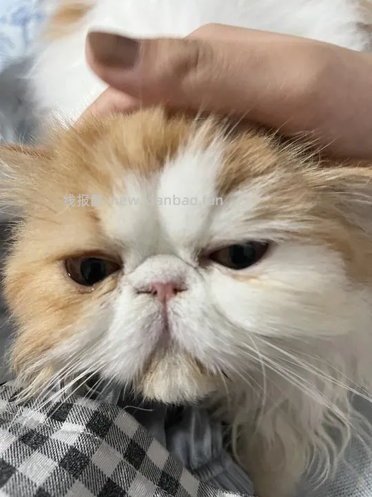 讨论/【科普】手把手教你解决猫咪泪痕!日常眼睛清理!!(加菲) - 线报酷 讨论/【科普】手把手教你解决猫咪泪痕!日常眼睛清理!!(加菲) - 线报酷